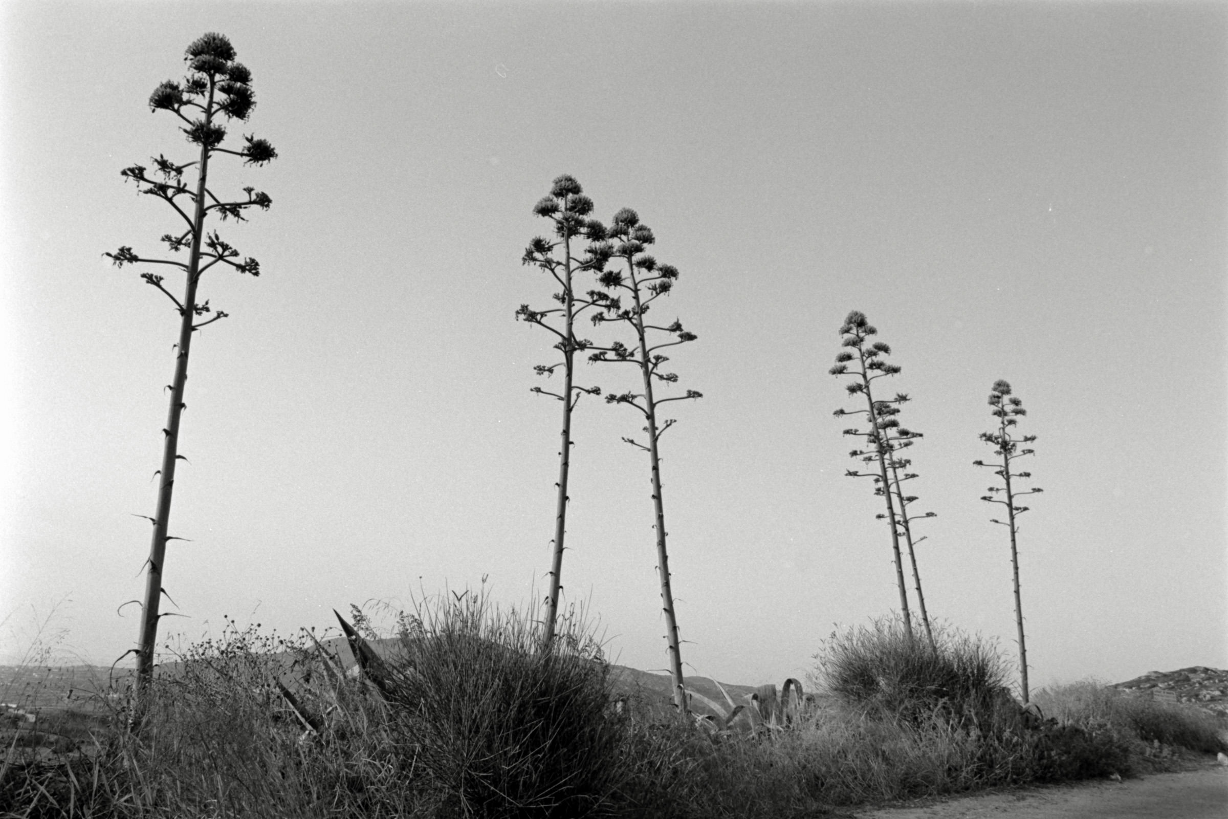 AHP F1991 09 005 sc250507 img09 NLP